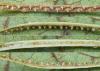 Ricania speculum